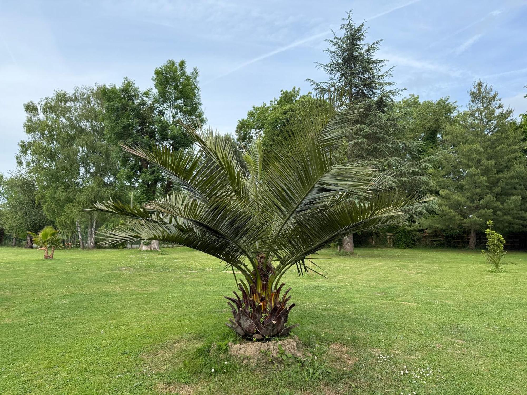 Appartement Familial Au Bord De La Marne, Jardin 8000M2, Piscine, Court De Tennis, Terrasse, Parking Gratuit Proche Disneyland Isles-lès-Villenoy Exterior foto